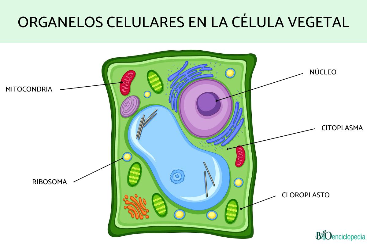 Organelos Celulares Qu Son Funciones Y Ejemplos Resumen