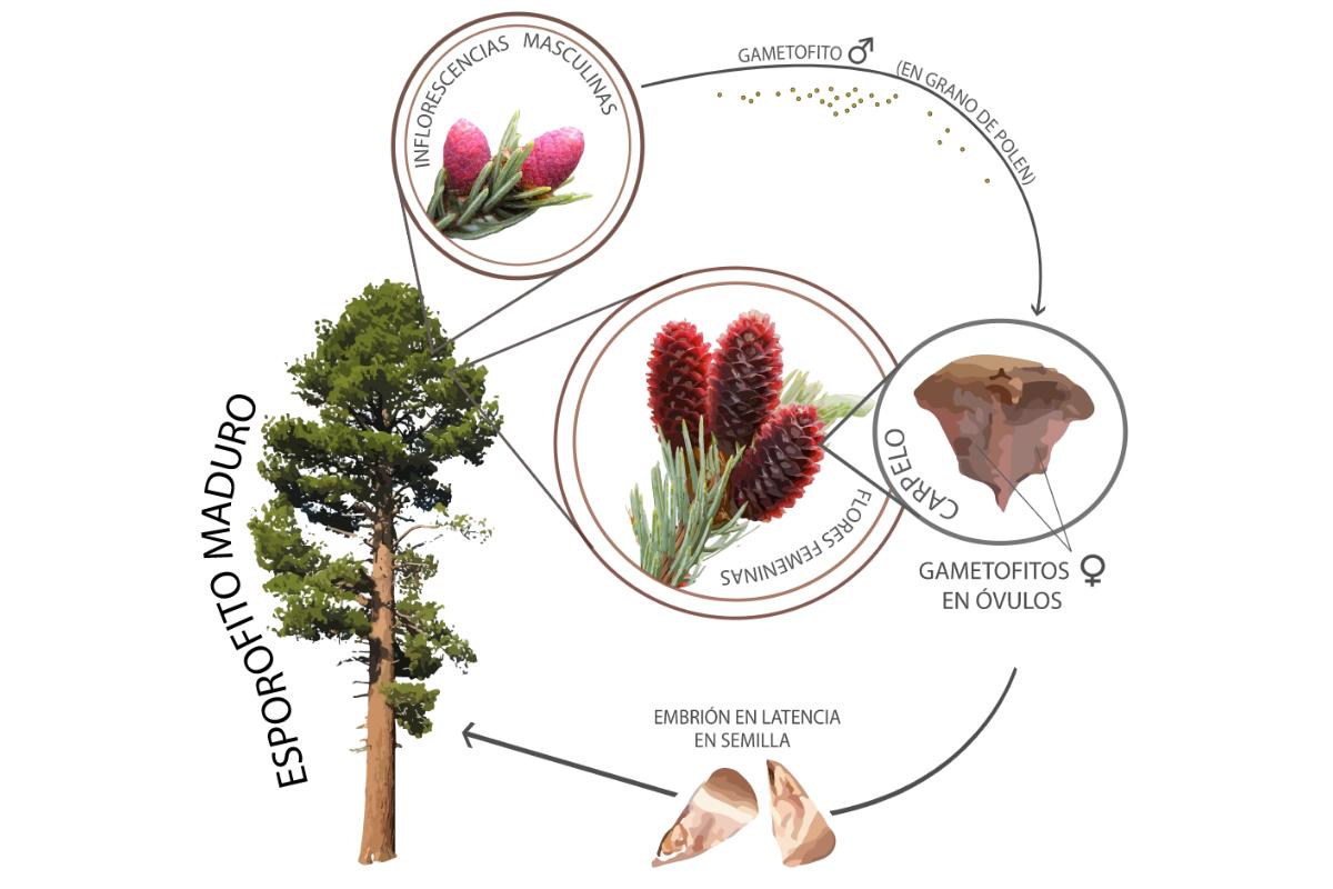 Plantas Gimnospermas Qu Son Caracter Sticas Y Ejemplos Resumen