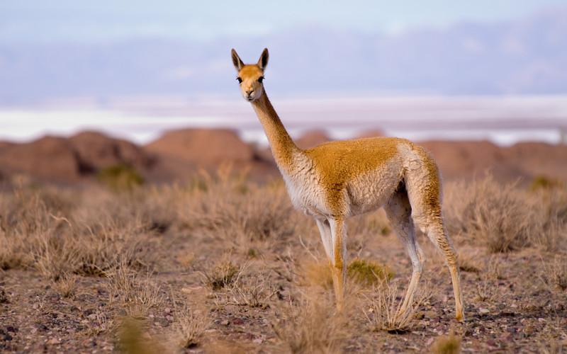 Guanaco Lama Guanicoe Caracter Sticas H Bitat Alimentaci N Y