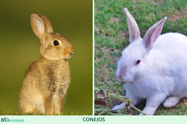 Diferencia entre conejo y liebre Características diferenciales y fotos