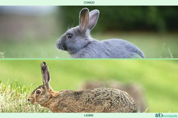 Diferencia entre conejo y liebre Características diferenciales y fotos