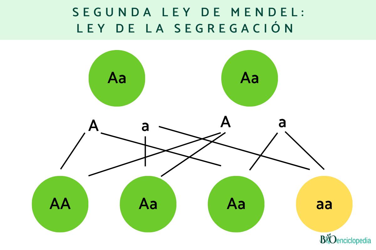 Leyes de Mendel qué son y ejemplos Resumen