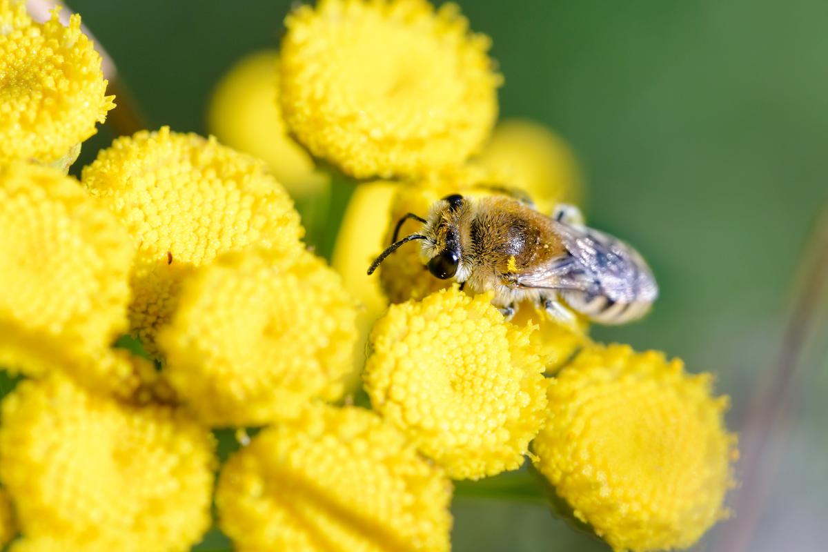 Tipos De Abejas Nombres Y Caracter Sticas