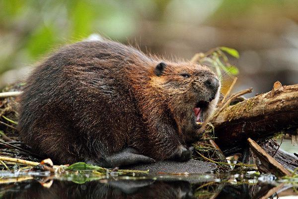 Castor Características hábitat alimentación y reproducción con fotos