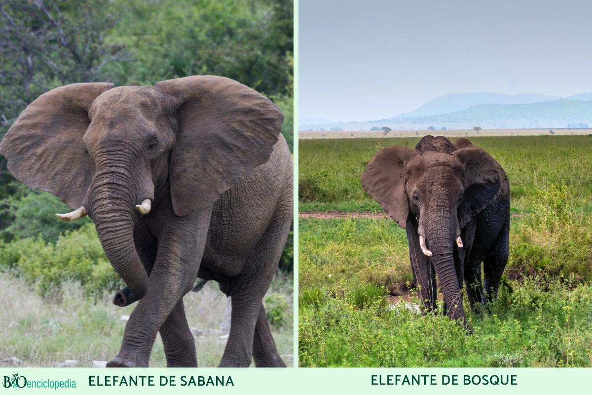 Elefante Africano Caracter Sticas H Bitat Y Alimentaci N