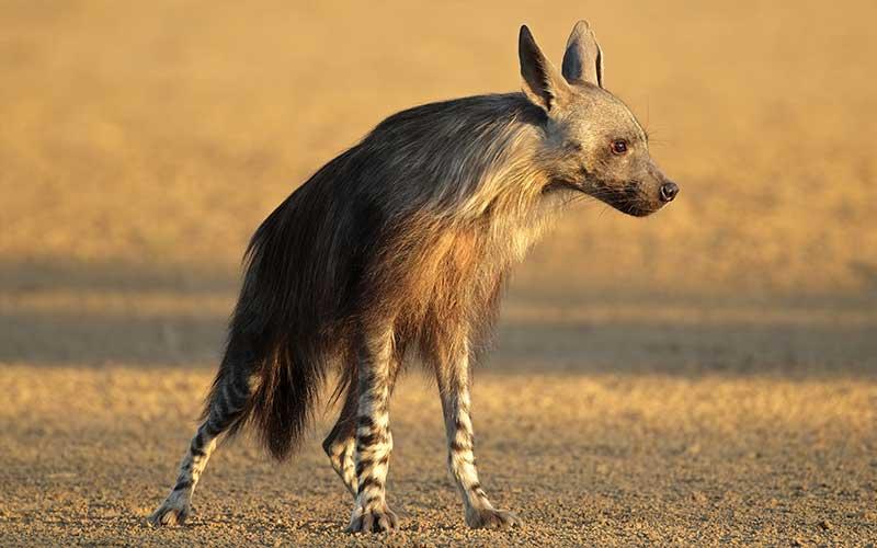 a que familia pertenecen las hienas