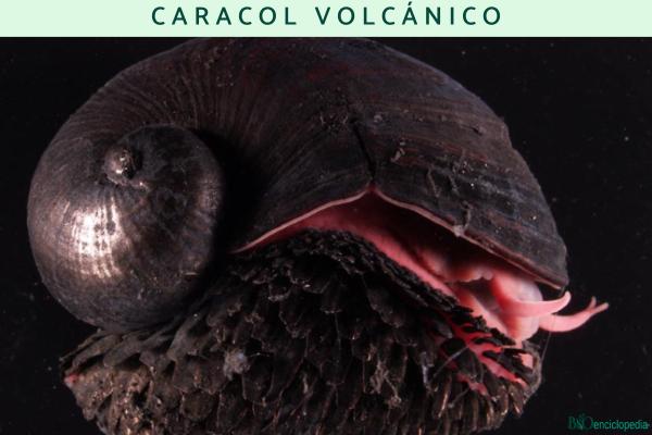 Caracol volcánico - Características, dónde vive y alimentación