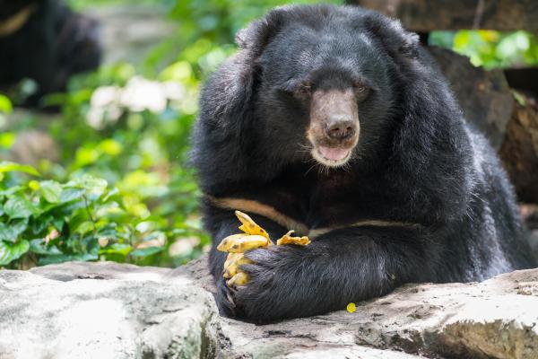 Oso tibetano - Alimentación del oso tibetano 