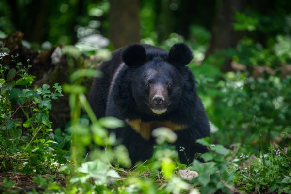 Oso tibetano - Dónde vive el oso tibetano 