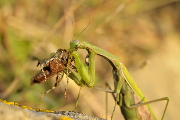 Mantis religiosa - Alimentación de la mantis religiosa