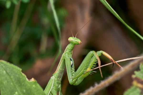 Mantis religiosa - Características de la mantis religiosa