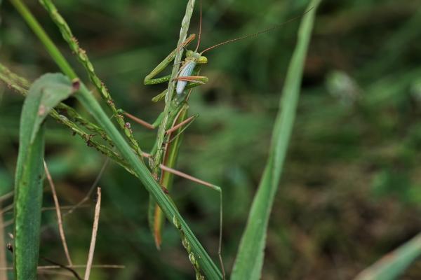 Mantis religiosa - Dónde vive la mantis religiosa