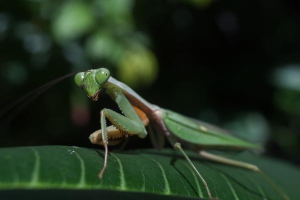 Mantis religiosa