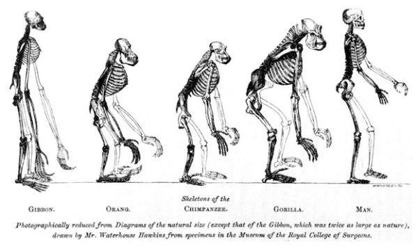 La evolución - Mecanismos de la evolución