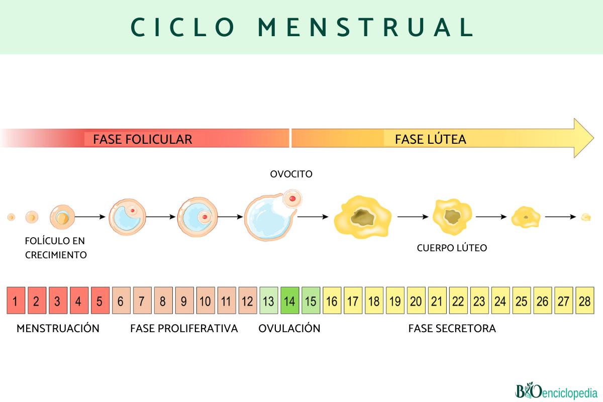 Ciclo Menstrual Qu Es Y Fases Resumen Para Estudiar