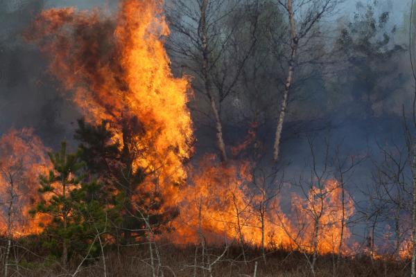 Incendios forestales: qué son, causas y consecuencias - Consecuencias de los incendios forestales