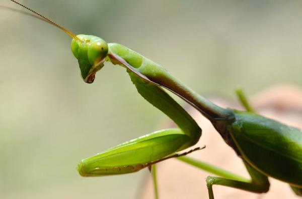 Animales con mejor vista - Mantis religiosa