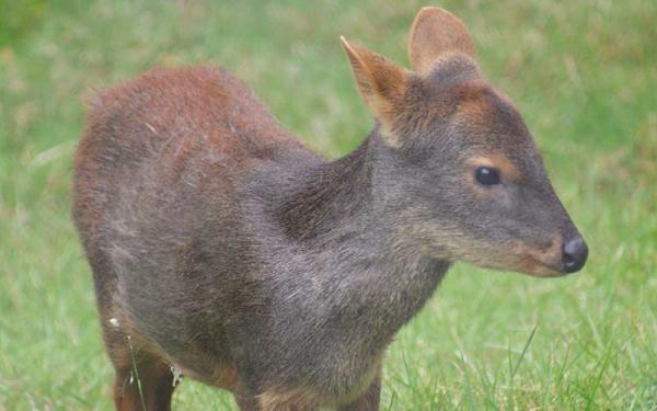 Pudú - Reproducción del pudú