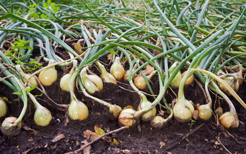 tipos de plantas de cebolla