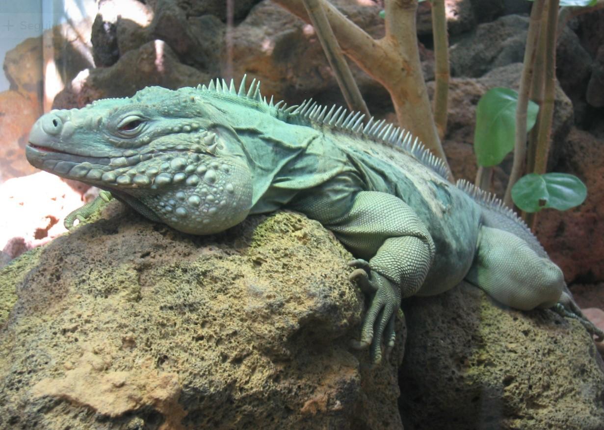 Iguana azul o Cyclura lewisi - Características, dónde vive y alimentación