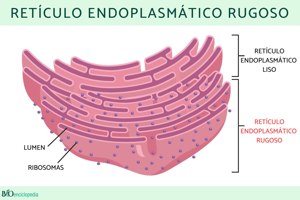 Cuadro Comparativo Reticulo Endoplasmatico Liso Y Rugoso www.bioenciclopedia.com