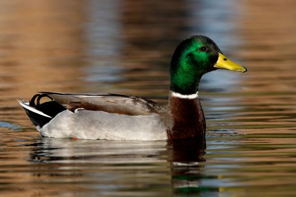 Tipos de patos - Pato de collar (Anas platyrhynchos)