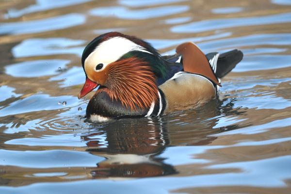 Tipos de patos - Pato mandarín (Aix galericulata)