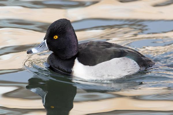 Tipos de patos - Pato pico anillado (Aythya collaris)