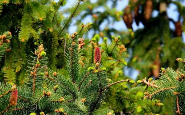 Plantas gimnospermas: qué son, características y ejemplos