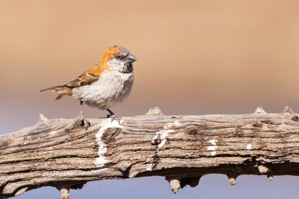 Tipos de gorriones - Gorrión grande (Passer motitensis)