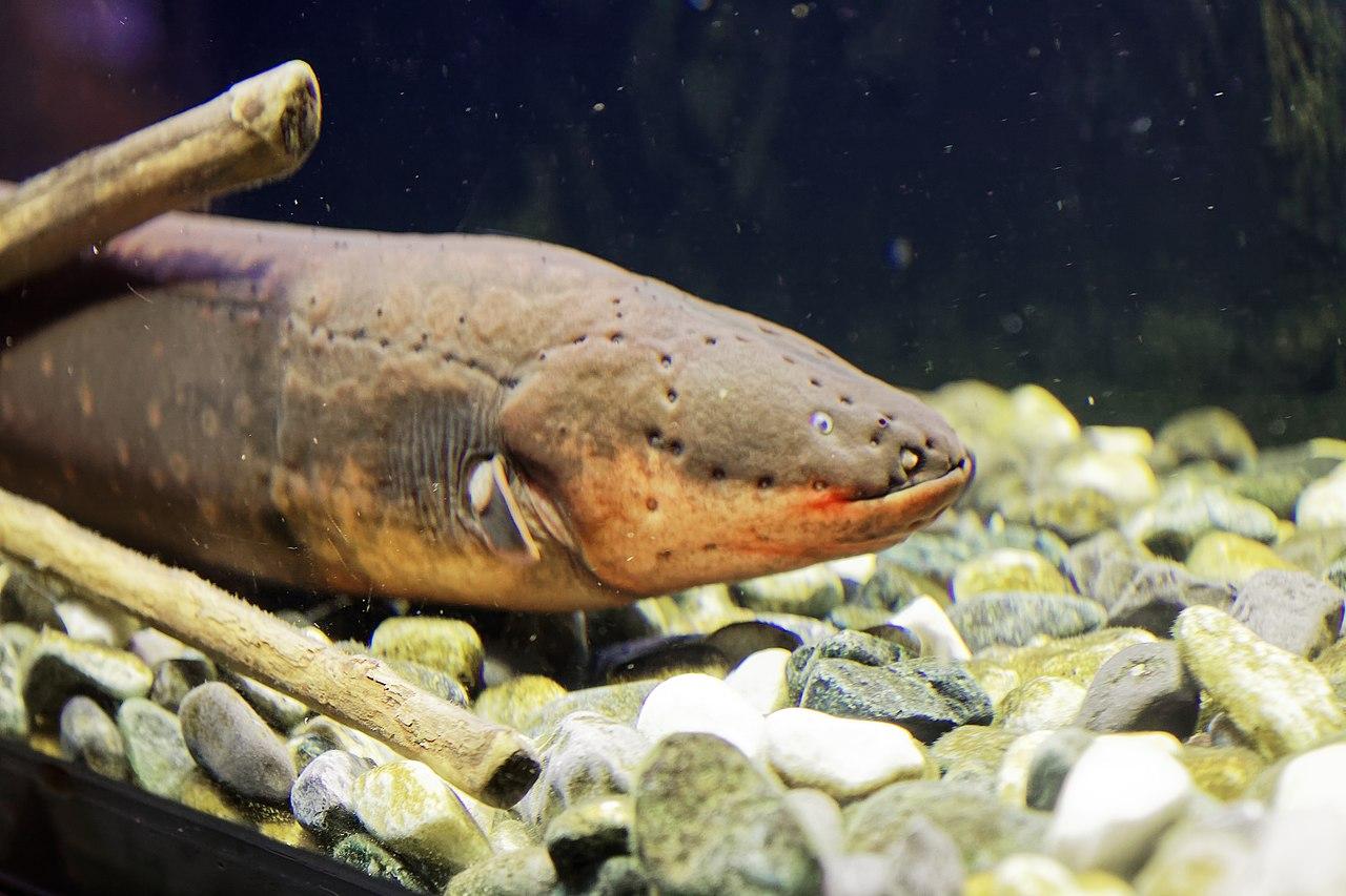 Anguila eléctrica - Características, alimentación y reproducción