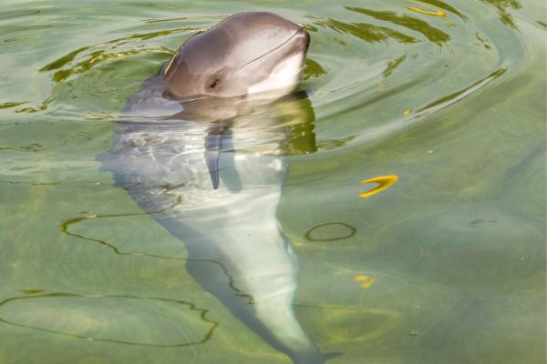 Vaquita marina - Alimentación de la vaquita marina