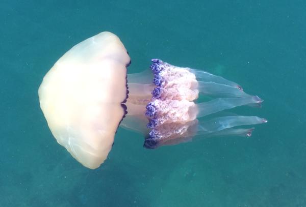 Medusas del Mediterráneo - Aguamala (Rhizostoma pulmo)