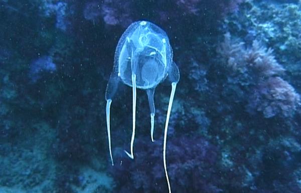 Medusas del Mediterráneo - Avispa marina del Mediterráneo (Carybdea marsupialis)