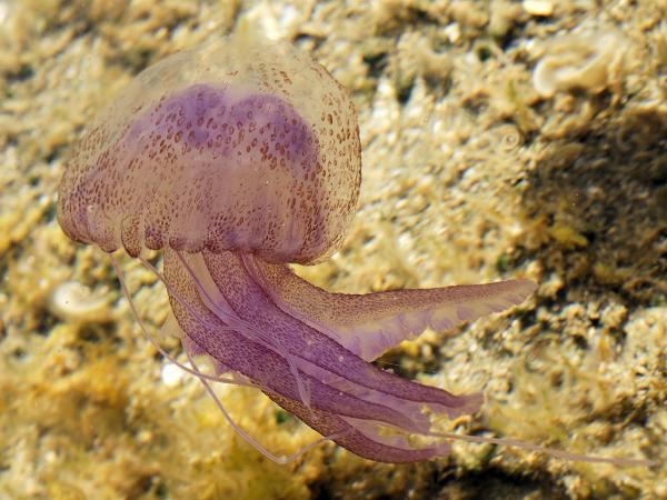 Medusas del Mediterráneo - Medusa luminiscente (Pelagia noctiluca)