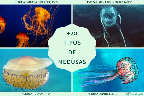 Medusas del Mediterráneo