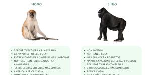 Diferencia entre mono y simio