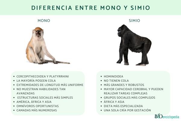 Diferencia entre mono y simio