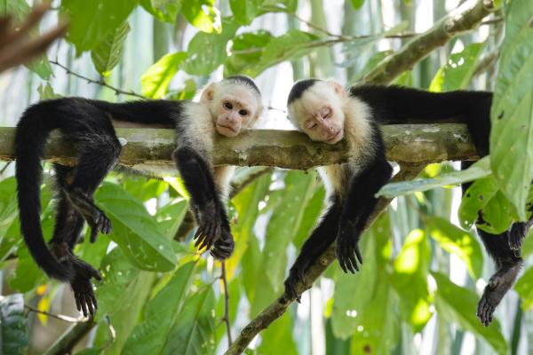 Diferencia entre mono y simio - Hábitat 