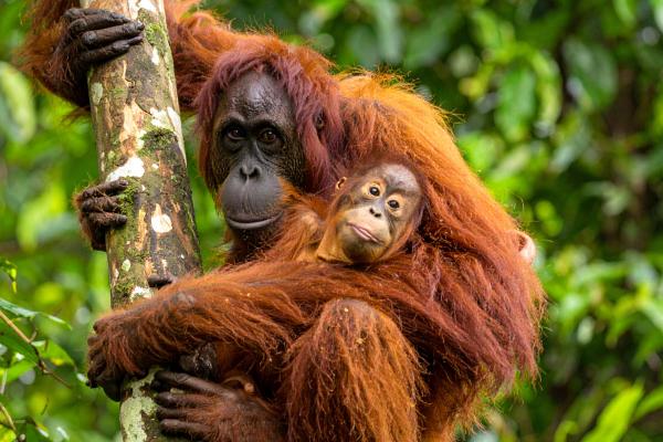 Diferencia entre mono y simio - Reproducción 