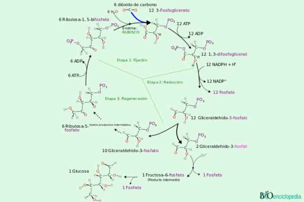 Ciclo de Calvin: qué es, fases y función - Fases del ciclo de Calvin 