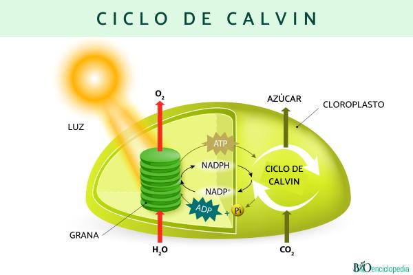 Ciclo de Calvin: qué es, fases y función - Qué es el ciclo de Calvin 