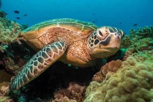 Tortuga verde - Alimentación de la tortuga verde