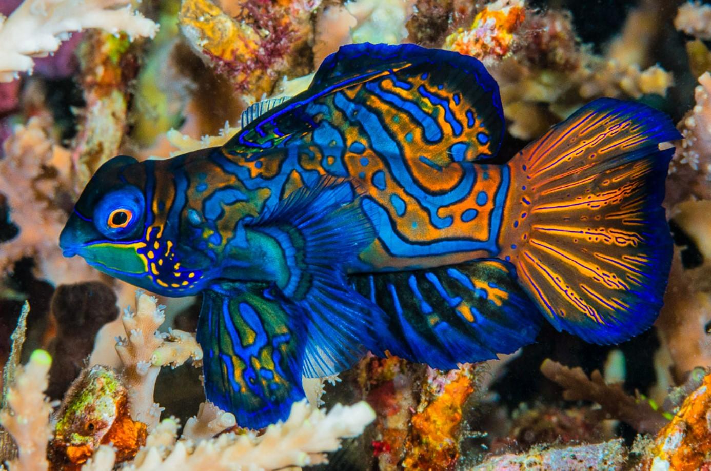 Виды окраски рыб. Мандаринка глазчатая рыба. Synchiropus splendidus. Мандаринка (Synchiropus splendidus). Мандаринка (китайский окунь).