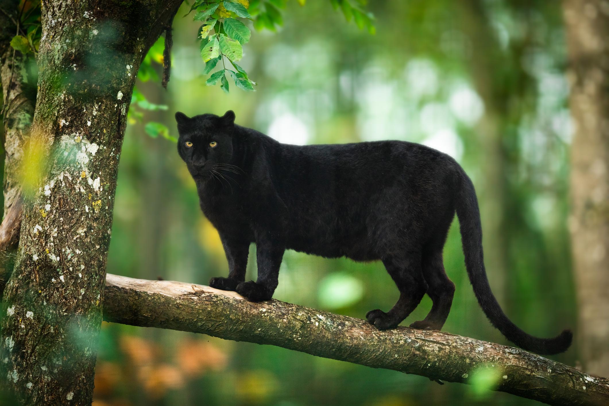 Pantera negra Características, hábitat y alimentación