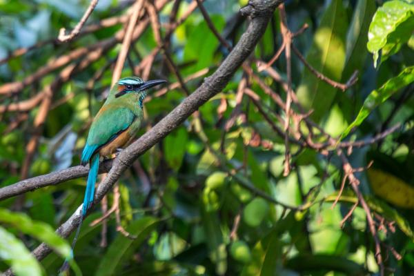 Guardabarranco o momoto cejiazul - Alimentación del momoto cejiazul