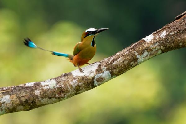 Guardabarranco o momoto cejiazul - Amenazas y conservación del momoto cejiazul