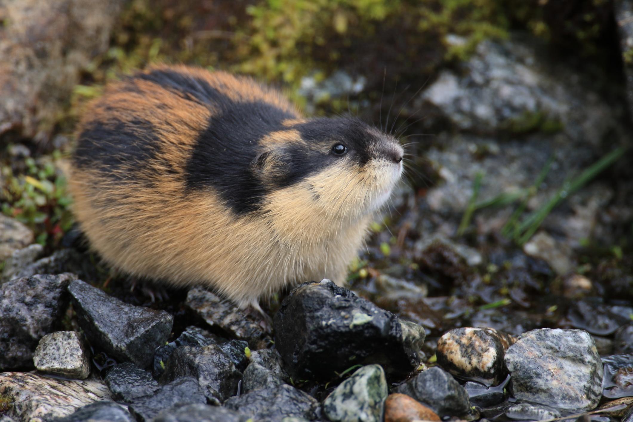 Grandes documentales - Lemming, el pequeño gigante del norte 