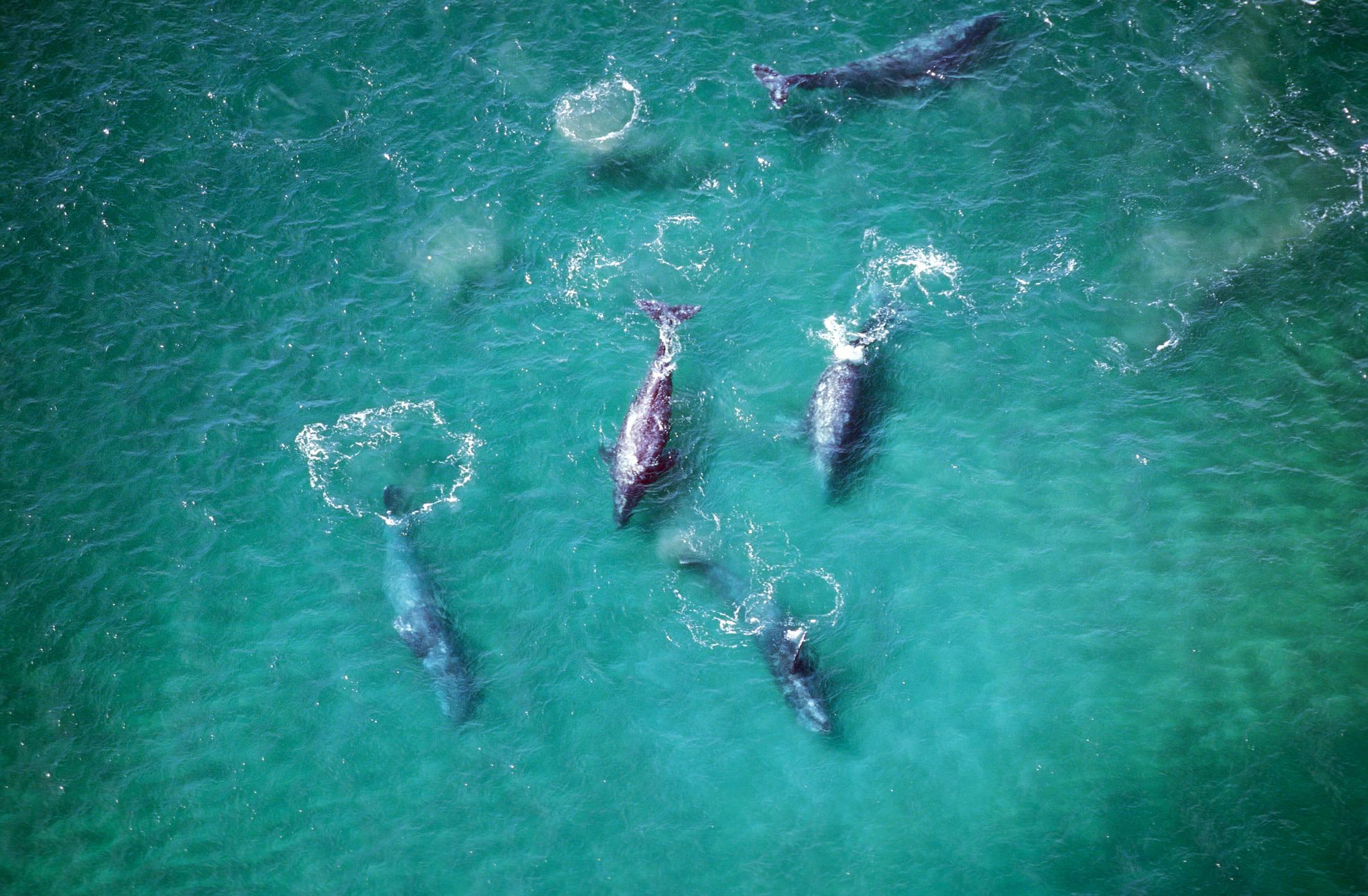 Ballena gris o Eschrichtius robustus - Características, hábitat y ...