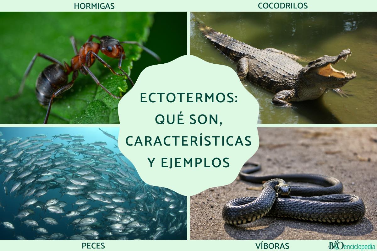 Ectotermos: qué son, características y ejemplos - Resumen